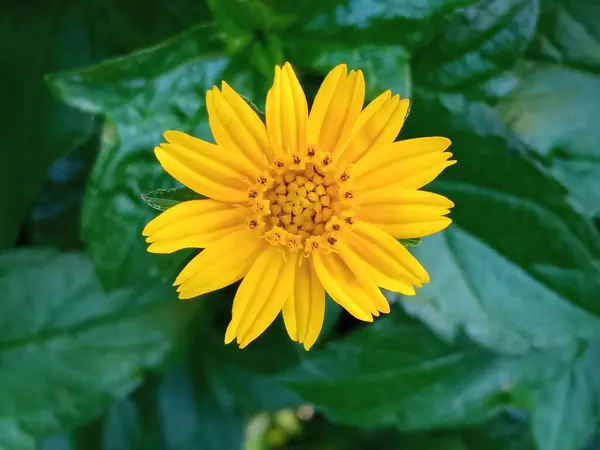 Single Yellow Flower Blossom Blooming Blurred Green Leaf Background Design — Stock Photo, Image