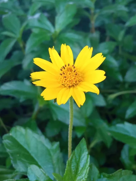 Flor Una Sola Flor Amarilla Que Florece Borrosa Fondo Hoja —  Fotos de Stock