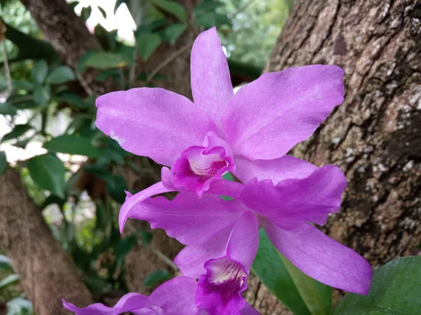 Close Cor Violeta Orquídea Falaenopsis Flor Flor Árvore Borrada Fundo — Fotografia de Stock