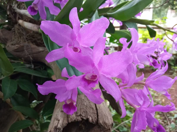 Крупный План Фиолетового Цвета Орхидеи Фаленопсис Цветок Расцветает Дереве Размытый — стоковое фото