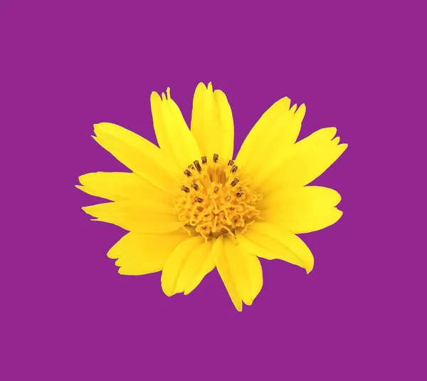 Single Yellow Flower Blossom Blooming Isloated Violet Background Design Stockphoto — Stock Photo, Image