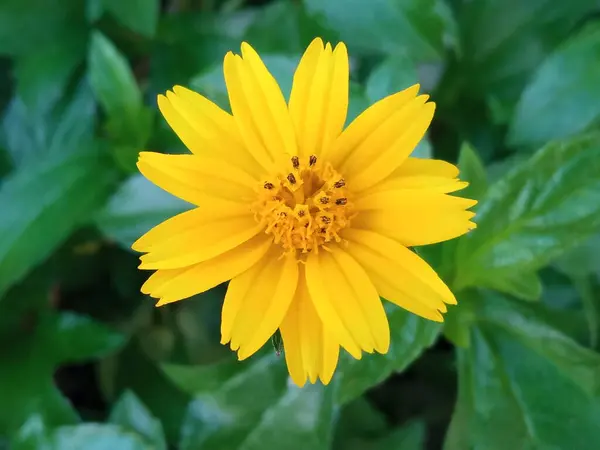 Flor Una Sola Flor Amarilla Que Florece Borrosa Fondo Hoja —  Fotos de Stock