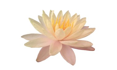 Beyaz arka plan, yaz çiçekleri, tasarım ya da reklam ürünleri için dekorasyon, beyaz yapraklı ve sarı pullu güzel çiçek açan nilüfer çiçekleri.