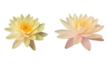 Üst manzara, çiçek açan iki nilüfer çiçeği beyaz arka planda izole edilmiş sarı kadife çiçekleri, yaz çiçekleri, tasarım ve reklam ürünleri için dekorasyon