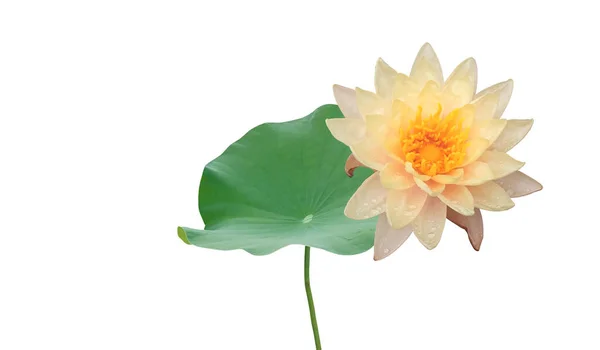 Enkele Bloem Lotus Bloesem Bloeien Groen Blad Geïsoleerde Witte Achtergrond — Stockfoto