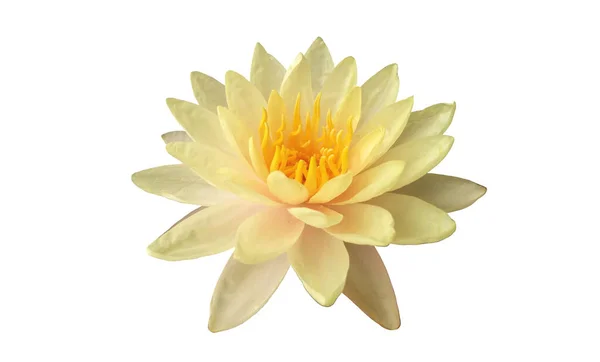 Belle Fleur Unique Lotus Fleuri Avec Des Pétales Blancs Des — Photo