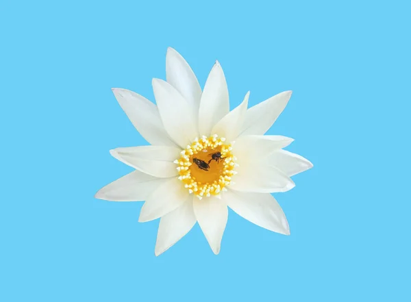 Vue Dessus Belle Fleur Unique Lotus Fleuri Avec Pétales Blancs — Photo
