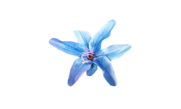 Вид Сверху Одинокий Синий Цветок Лилии Изолированы Белом Фоне Дизайна — стоковое фото