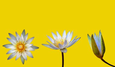 Yakın plan, parlaklık beyaz nilüfer çiçekleri açık sarı renkte çiçek açıyor arka plan ya da tasarım için izole edilmiş, çiçek açıyor 