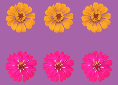 Üst manzara, koleksiyon seti pembe ve sarı zinnia çiçekleri. Mor arka planda çiçek açıyor. Stok fotoğrafı, ev bitkileri, bahar çiçekleri için.