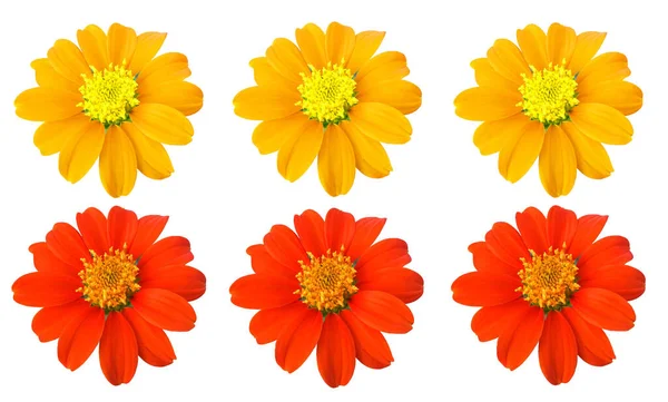 Закрыть Дизайнерская Коллекция Установить Оранжевый Желтый Цветочные Бутоны Белом Фоне — стоковое фото