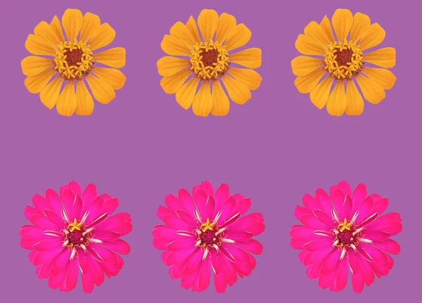 Top View Collection Set Pink Yellow Zinnia Flower Blossom Blooming — Stock Photo, Image