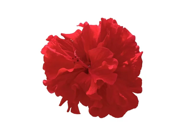 Zbliżenie Pojedynczy Czerwony Kwiat Hibiskusa Kwiat Wyizolowany Białym Tle Projektowania — Zdjęcie stockowe