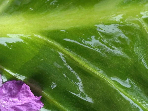 閉じる 背景やデザインのための抽象的な緑の葉のテクスチャ ストライプ植物 緑の自然 — ストック写真