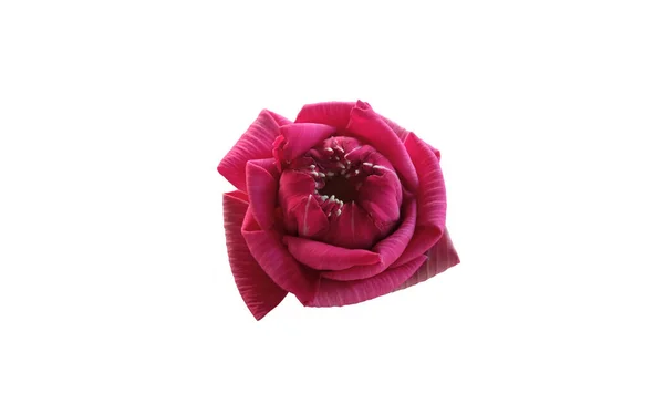 Крупный План Красивый Розовый Акварель Цветок Лотоса Цветение Изолированных Белом — стоковое фото