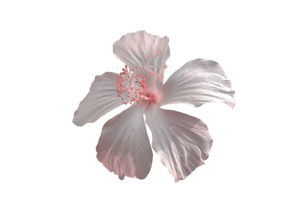 Top View White Hibiscus Syriacus Flower Blossom Bloom Isolated White — стокове фото