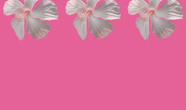Vue Dessus Trois Fleurs Blanches Hibiscus Syriacus Bloom Frame Isolé — Photo