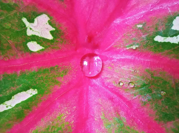 클로즈업 배경이나 디자인을 분홍색 줄무늬 나뭇잎 Caladium Bicolor 물방울 — 스톡 사진