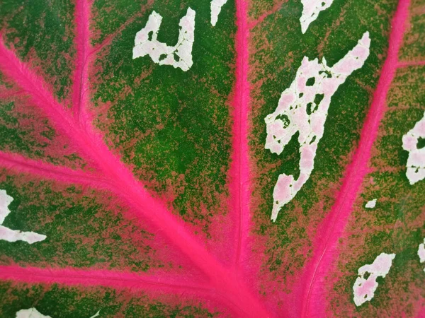 Closeup Abstract Pink Green Striped Leaf Texture Background Design Caladium — Stock Photo, Image