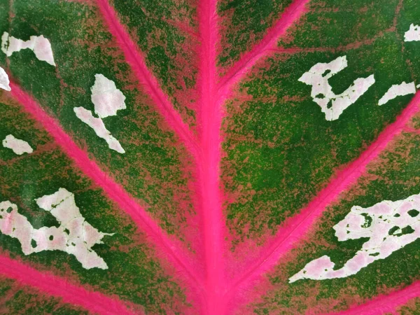 Closeup Abstrato Rosa Verde Listrado Textura Folha Para Fundo Projeto — Fotografia de Stock