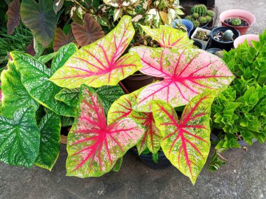 Arka planda ya da stok fotoğrafları için kaladyum bicolor yaprak pembe çizgili üst görünüm. Tropikal bitki, düzlük, flora çizgili damarlar, bitki örtüsü.  