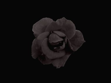 Stok fotoğrafı ya da illüstrasyon reklamı için tek koyu renk gül çiçeği açan izole siyah arkaplan. Çiçek, bahar çiçeği, sonbahar