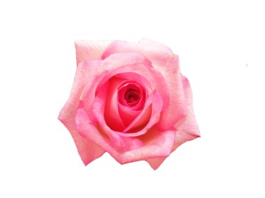 Üst manzara tek pembe güller çiçek çiçeği beyaz arka planda izole edilmiş, stok fotoğrafı için. Doğal çiçeklerin güzelliği, çiçekli yaz, bitkiler, kart