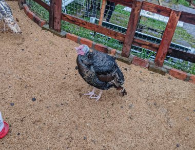 Doğal temalı bir kafe hindi çiftliği var.