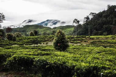 Doğal manzara ve çay bahçesi