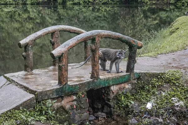 Maymunlar turistik yerlerden birinde ziyaretçilerin beslenmesini bekliyor.