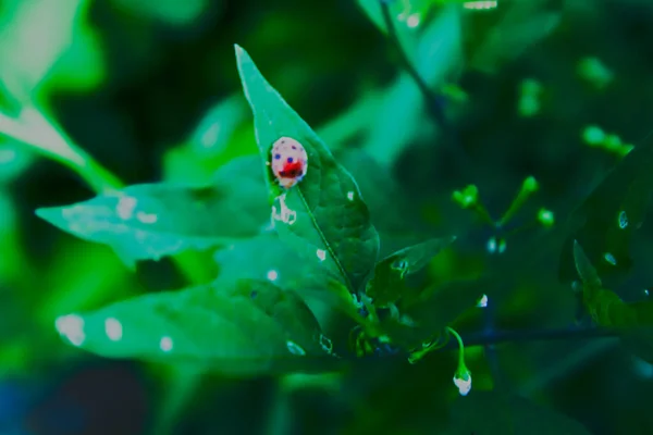 Ein Insekt Das Auf Einem Grünen Blatt Sitzt — Stockfoto