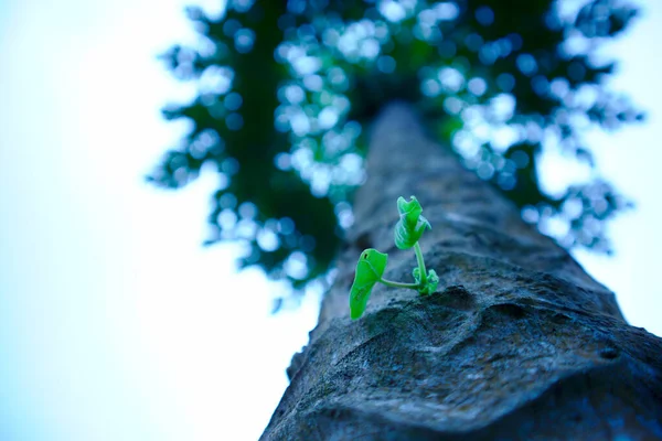 Ein Papayabaum Gartenwinkel Aufgenommen Von Unten — Stockfoto