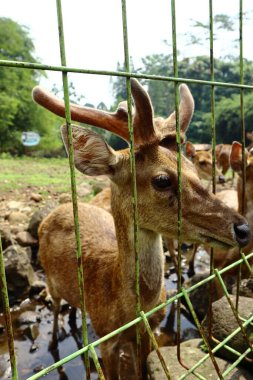Esaret altındaki bir çitte geyik