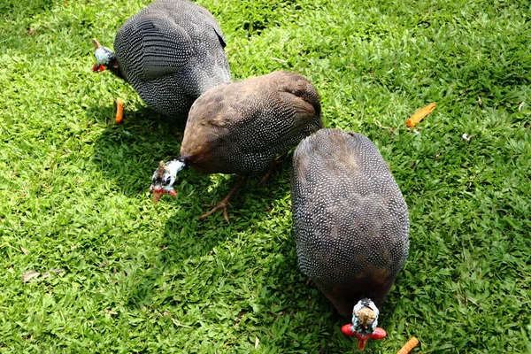 Doyurulan hindi