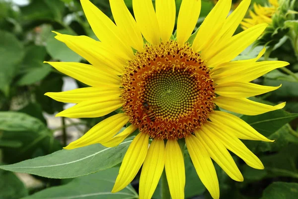 Belleza Los Girasoles Jardín — Foto de Stock