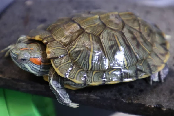 Les Tortues Eau Douce Attendent Soleil Pour Prélasser — Photo