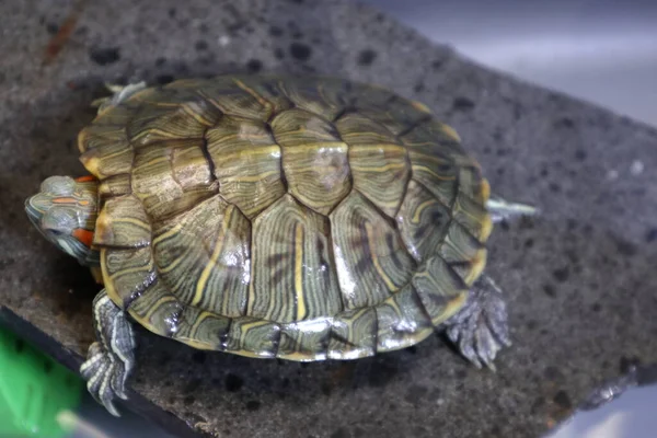 Süßwasserschildkröten Warten Auf Die Sonne — Stockfoto