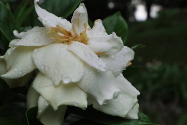 Botanik bahçesinde beyaz yapraklı güller
