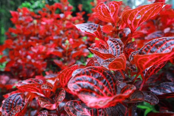 Uma Planta Com Folhas Vermelhas Jardim — Fotografia de Stock