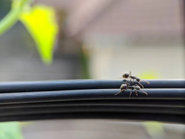 Karınca, yeşil yapraklı makro merceğe saldır