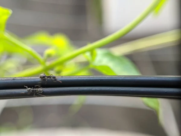 Mrówka Atak Zielone Liście Soczewki Makro — Zdjęcie stockowe