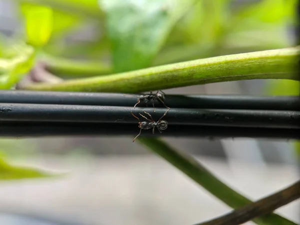 Mier Aanval Groene Bladeren Macro Lens — Stockfoto