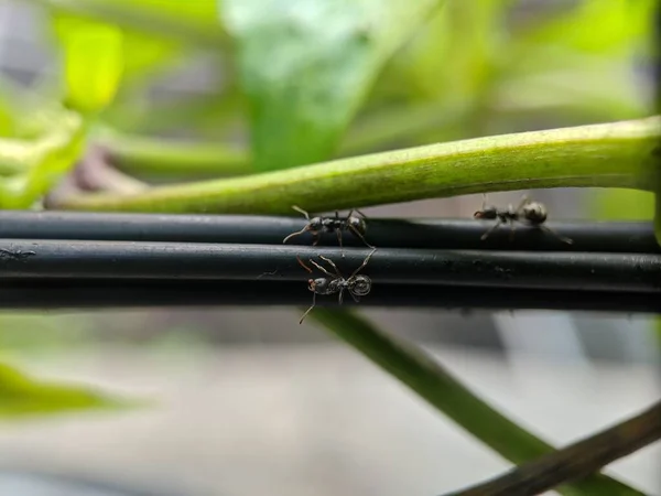 Semut Serang Daun Hijau Lensa Makro — Stok Foto