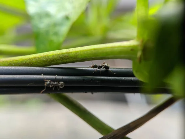 Semut Serang Daun Hijau Lensa Makro — Stok Foto