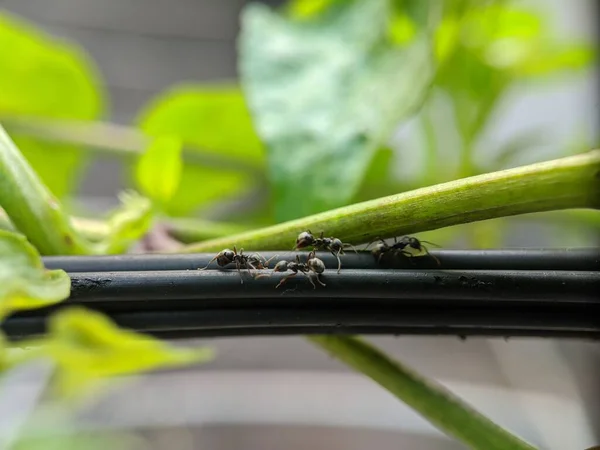 Mier Aanval Groene Bladeren Macro Lens — Stockfoto