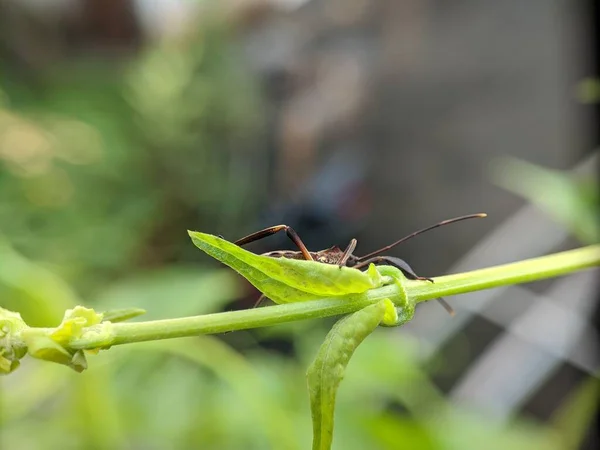 Insecto Una Hoja Con Una Lente Macro —  Fotos de Stock