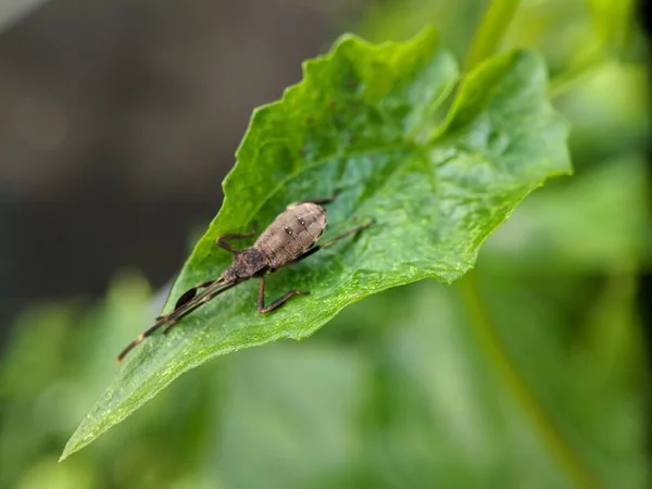 Insect Leaf Macro Lens — Stock Photo, Image