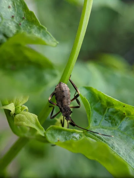 Serangga Pada Daun Dengan Lensa Makro — Stok Foto
