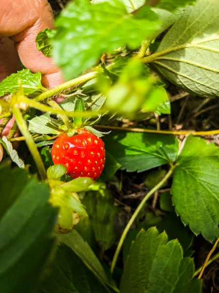 Rote Erdbeeren Frischen Händen — Stockfoto