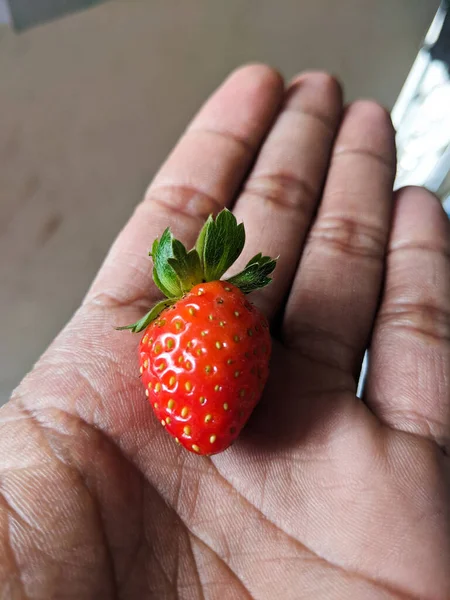 Fresas Rojas Manos Frescas —  Fotos de Stock